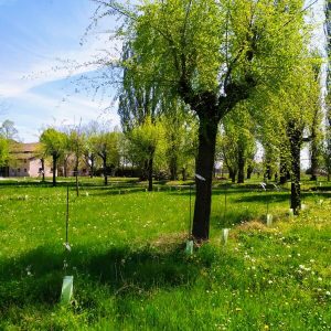 vite-maritata-acero-campestre-museo-fratelli-cervi-gattatico