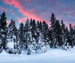 bosco-abeti-rossi-dolomiti
