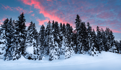 bosco-abeti-rossi-dolomiti