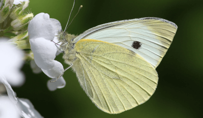 cavolaia-pieris-brassicae