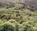 forseta-otonga-ande-ecuadoriane-cotopaxi-biodiversità
