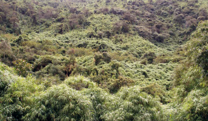 forseta-otonga-ande-ecuadoriane-cotopaxi-biodiversità