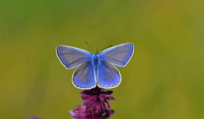 icaro-polyommatus-icarus-femmina