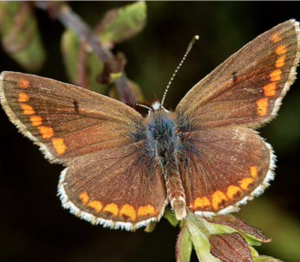 icaro-polyommatus-icarus-maschio