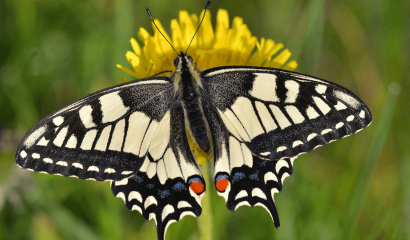 macaone-papilio-machaon