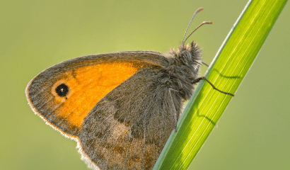 ninfa-minore-coenonympha-pamphilus