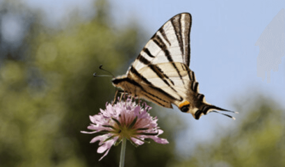 podalirio-o-farfalla-aquilone-iphiclides-podalirius