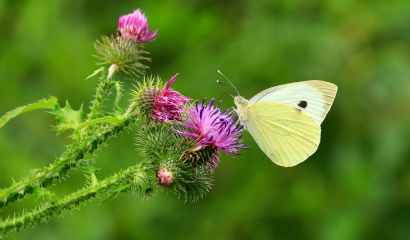 rapaiola-pieris-rapae