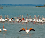 valli-di-comacchio-zona-umida-tra-ravenna-e-ferrara