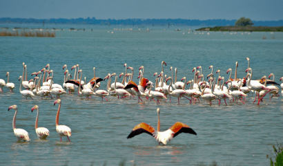 valli-di-comacchio-zona-umida-tra-ravenna-e-ferrara