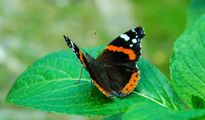 vanessa-atalanta-vulcano