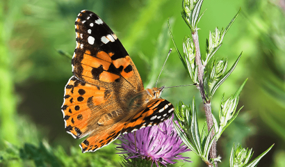 vanessa-del-cardo-vanessa-cardui