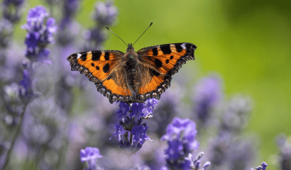 vanessa-ortica-aglais-urticae