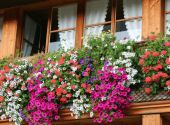 balcone-gerani