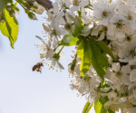 fiori-di-ciliegio-impollinazione-ape