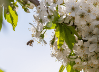 fiori-di-ciliegio-impollinazione-ape