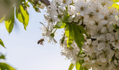 fiori-di-ciliegio-impollinazione-ape