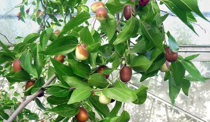 giuggiole-in-maturazione-su-albero-giuggiolo