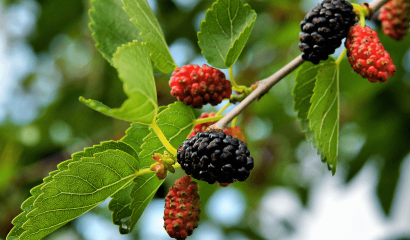 pianta-frutti-gelso-nero