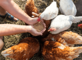 alimentazione-galline-ovaiole-estate