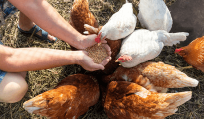 alimentazione-galline-ovaiole-estate