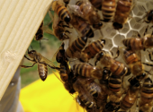 bee-natural-apicoltura-naturale