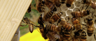 bee-natural-apicoltura-naturale