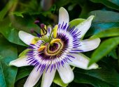 fiore-passiflora