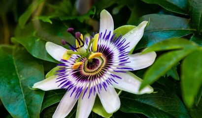 fiore-passiflora