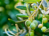 foglie-olive