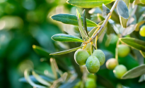 foglie-olive