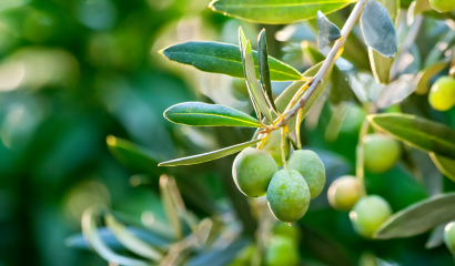 foglie-olive