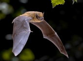 pipistrello