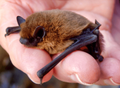 pipistrellus-pipistrellus