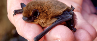 pipistrellus-pipistrellus