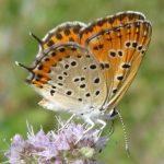 Lycaena thersamon