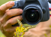 osservazione-fotografia-farfalle