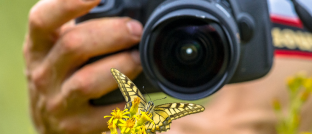 osservazione-fotografia-farfalle