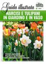 NARCISI E TULIPANI IN GIARDINO E IN VASO