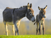 asino-cucciolo-asina-madre