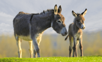 asino-cucciolo-asina-madre