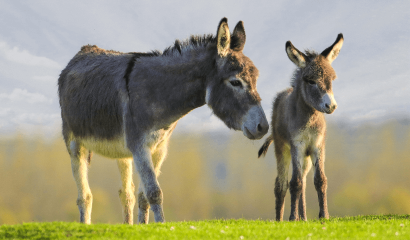 asino-cucciolo-asina-madre