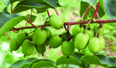 actinidia-arguta