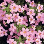 Bacopa-Dark-Pink