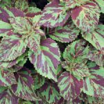 Coleus-Zebra