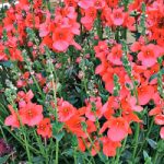 Diascia