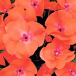 Impatiens-Paradise_Tomea