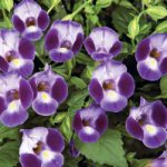 Torenia-Purple-Moon