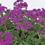 Verbena-Tapien-purple
