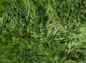 poa-pratensis